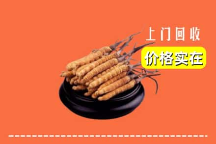 清远市回收冬虫夏草